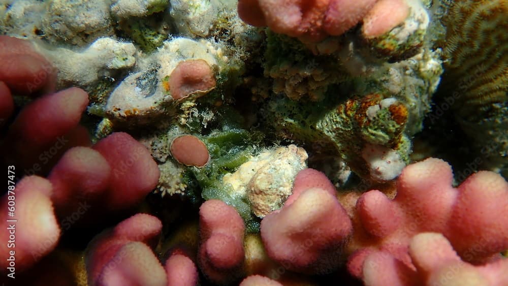 Green algae Dictyosphaeria cavernosa undersea, Red Sea, Egypt, Sharm El Sheikh, Nabq Bay