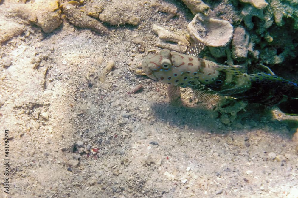 Spotted prawn goby (Amblyeleotris guttata) underwater