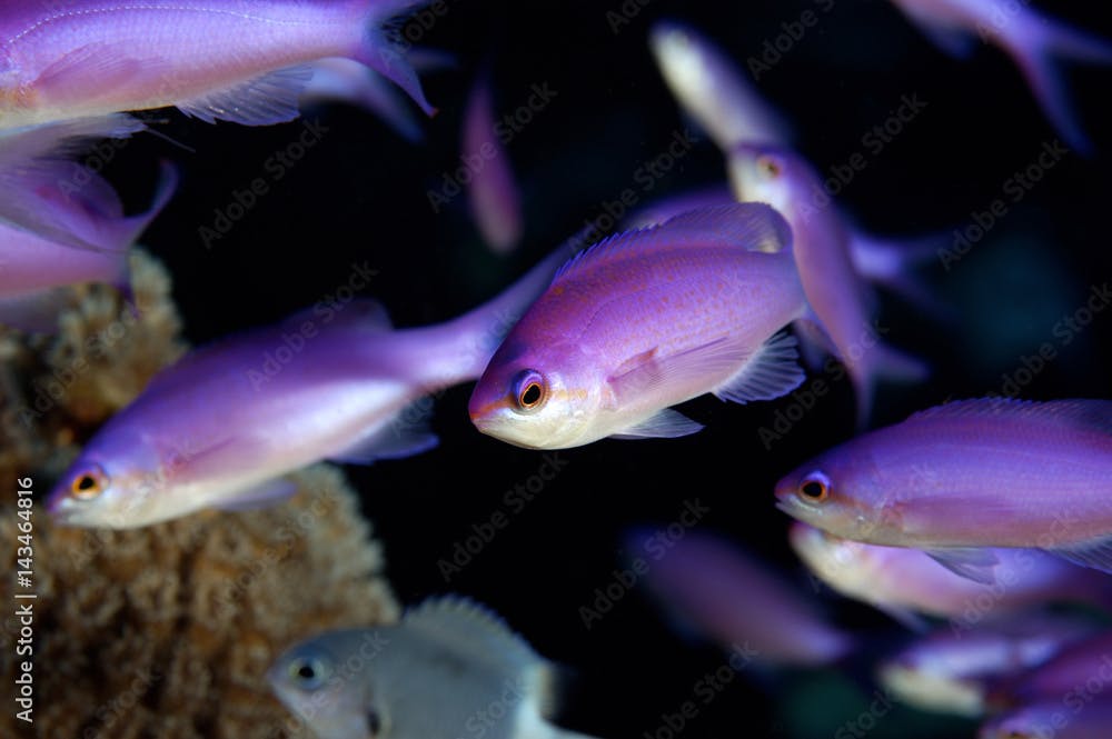 Purple quen anthias, Pseudanthias pascalus, Kosrae Micronesia.