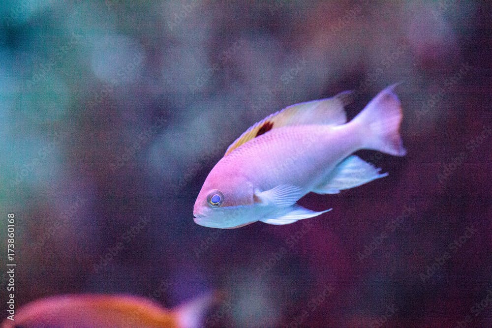 Purplequeen anthias fish Pseudanthias pascalus