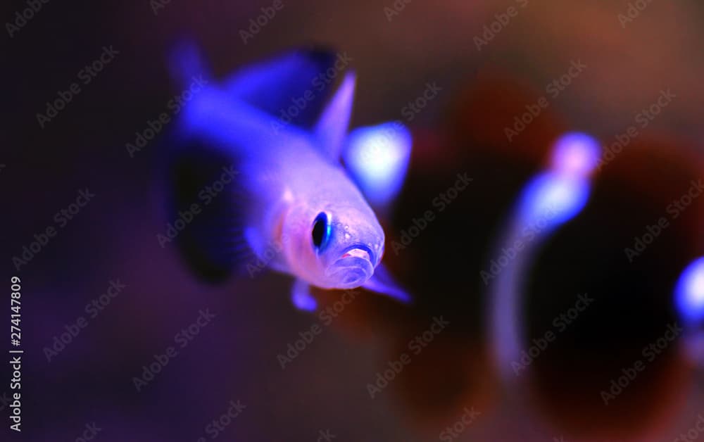 Scissortail Dartfish - (Ptereleotris evides) 