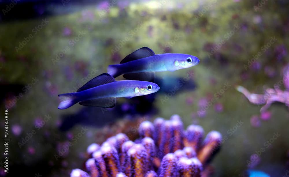 Scissortail Dartfish - (Ptereleotris evides) 