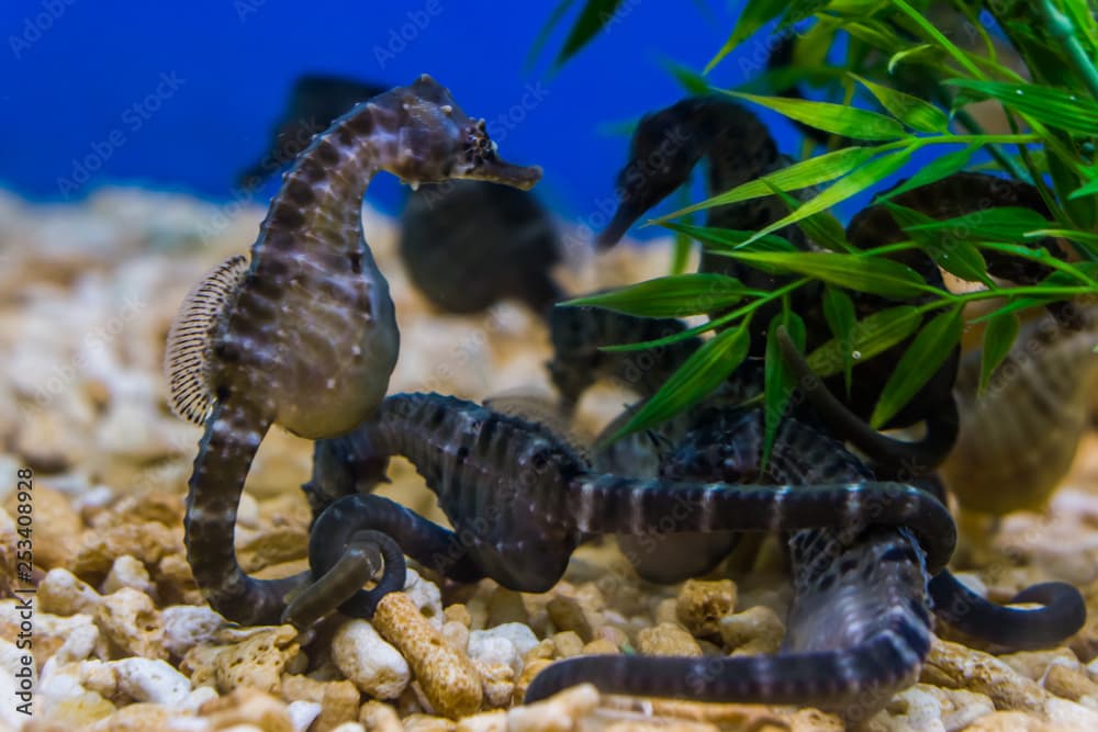 group of big belly seahorses together in the aquarium, popular pets in aquaculture, tropical fishes from Australia