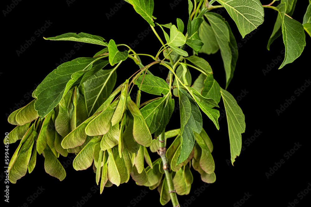 Maple branch with foliage and green lionfishs, isolated on black background