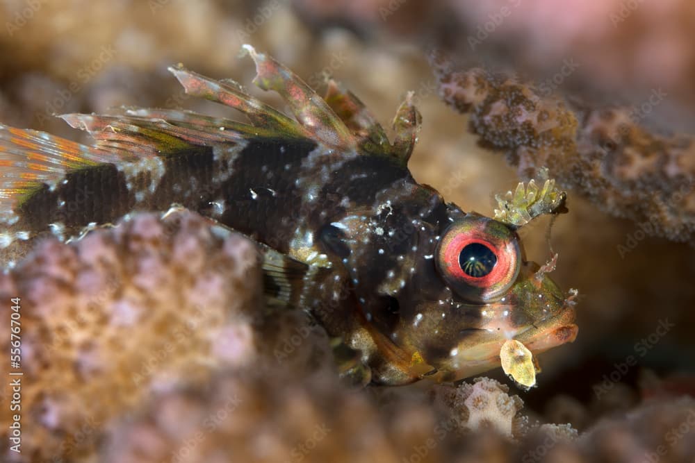 Close-up view of endemic, Hawaiian Green Lionfish (Dendrochirus barberi); Maui, Hawaii, United States of America