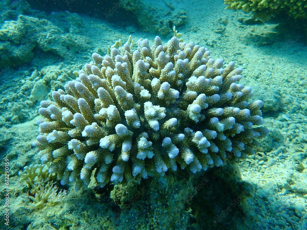 Polyp stony coral Acropora gemmifera undersea, Red Sea, Egypt, Sharm El Sheikh, Nabq Bay