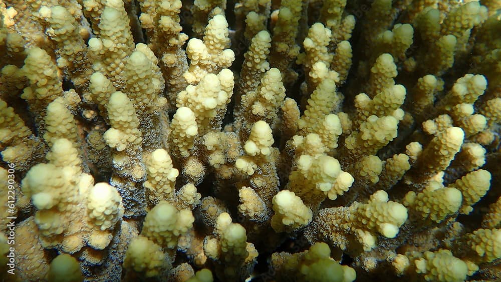 Branching Acropora · Acropora gemmifera · Reeflings Library