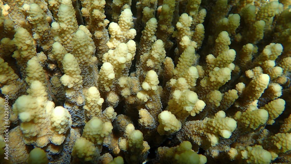 Polyp stony coral Acropora gemmifera undersea, Red Sea, Egypt, Sharm El Sheikh, Nabq Bay