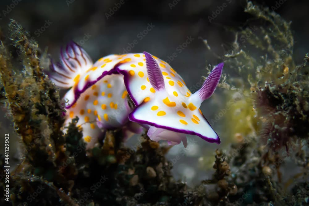 Hypselodoris pulchella