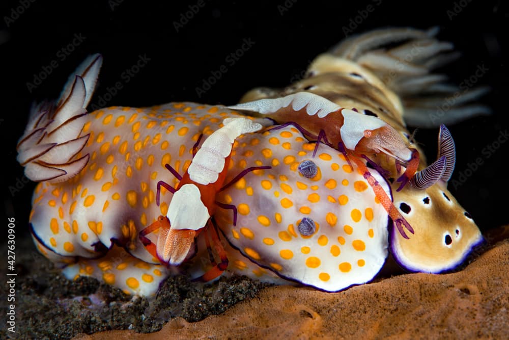 One of the types of underwater symbiosis - sea slugs Hypselodoris tryoni and Hypselodoris pulchella and Zenopontonia rex (shrimps). Underwater macro world of Tulamben, Bali, Indonesia.