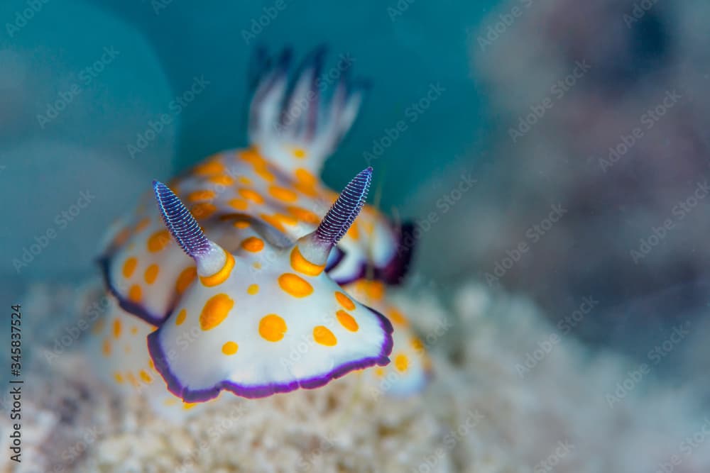 Hypselodoris pulchella is a species of sea slug, a dorid nudibranch, a marine gastropod mollusk in the family Chromodorididae.