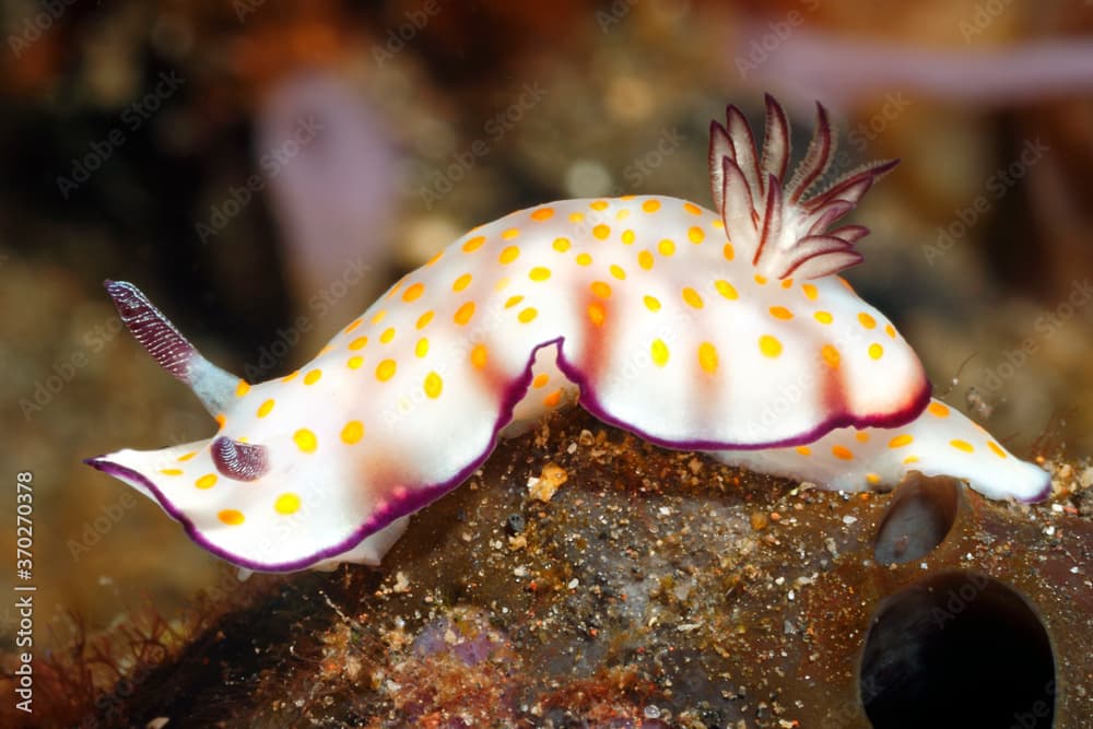 Nudibranch Sea Slug, Hypselodoris pulchella