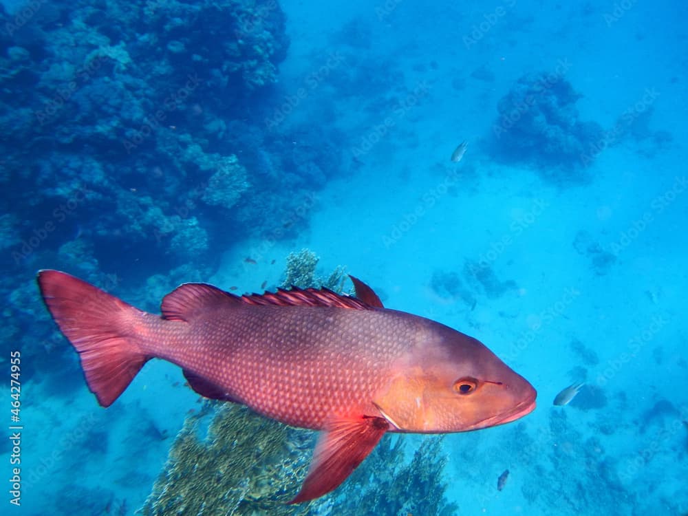 Two spot red snapper · Lutjanus bohar · Reeflings Library