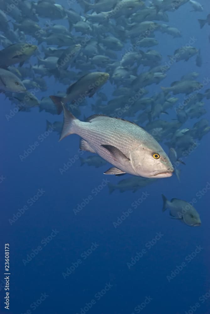 Twinspot snapper, with big school in the background.