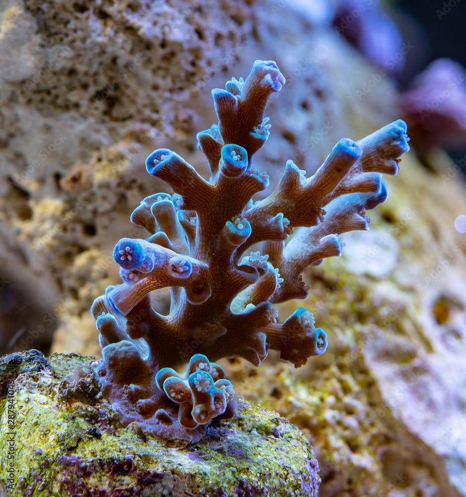 Apropora echinata frag small polyp stony coral in aquarium
