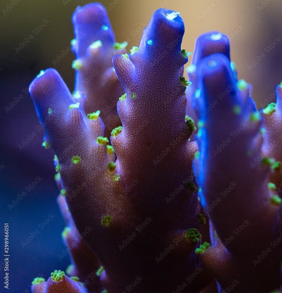 Purple Bonsai Acropora in home aquarium