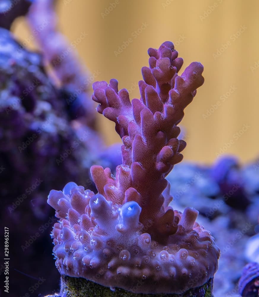 Australian red devil Acropora frag