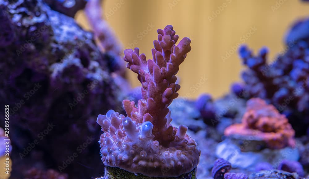 Australian red devil Acropora frag in home aquarium full frame