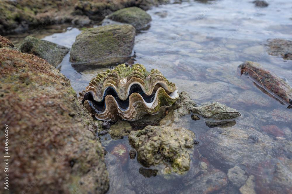 Giant clam (Tridacna gigas) on the sea 