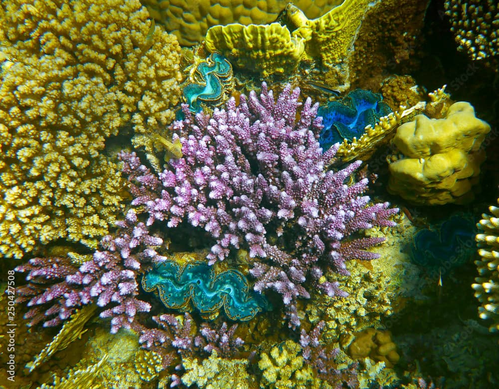 coral reef with giant clam - Tridacna gigas on the bottom of tropical sea 