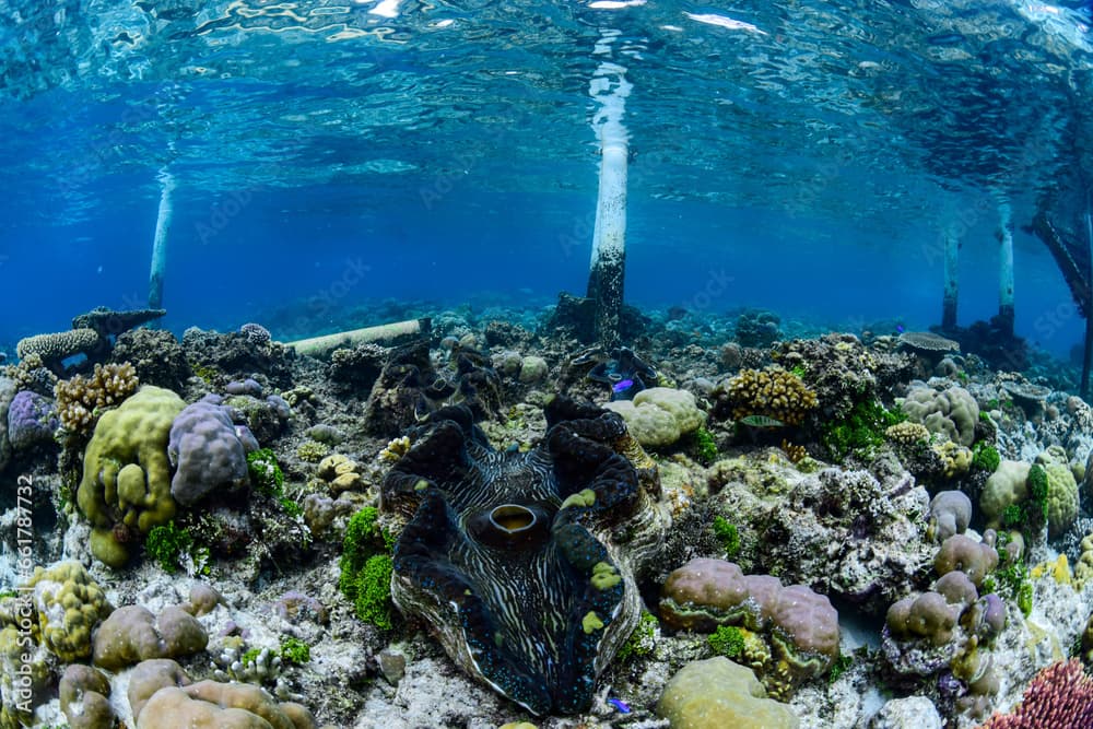 Giant Clam, Tridacna gigas