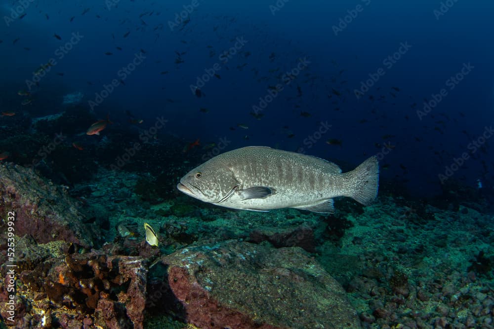 Mycteroperca rosacea near Malpelo island. Golden grouper is swimming above the bottom. Marine life.