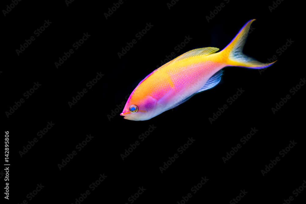 Pink Bartlett's Anthias with black background