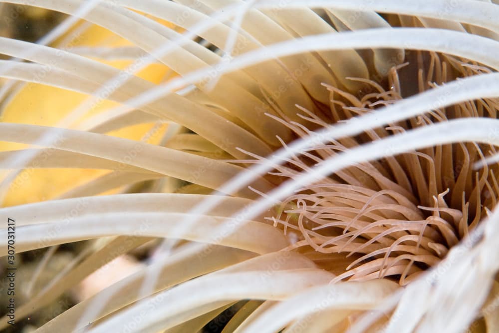 Handheld.  Tube-dwelling anemone or pachycerianthus fimbriatus.  Photographed underwater at Channel Islands, CA.