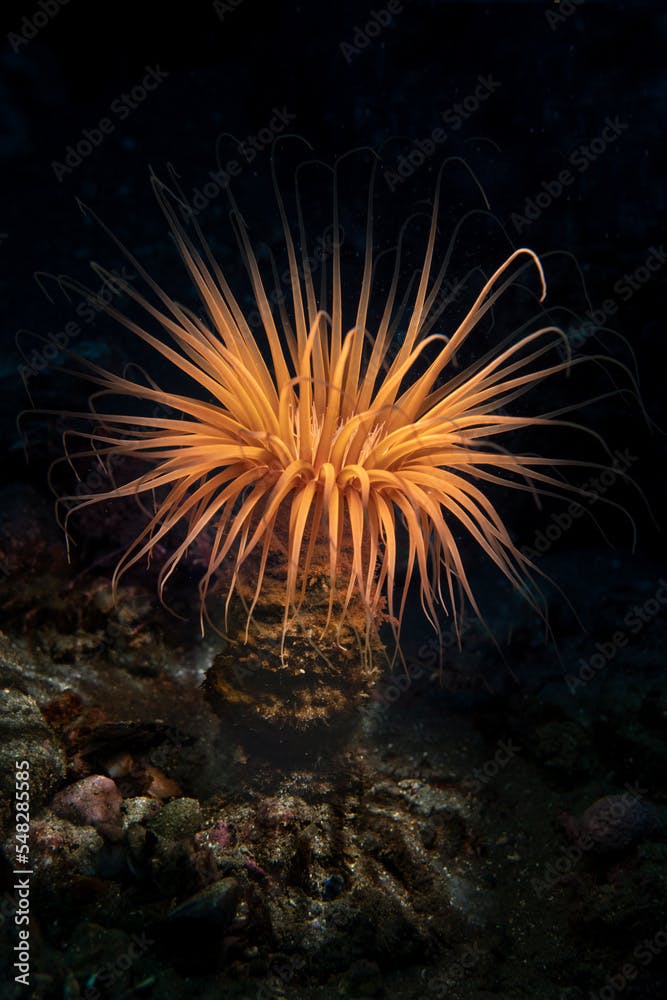Orange pacific tube anemone photographed at California's Channel Islands