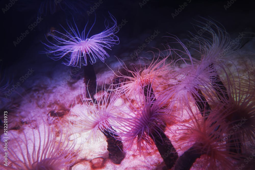 The Tube anemone (Pachycerianthus fimbriatus) to shield itself makes a tough leathery tube, sinking it two feet into the sand. Many species of burrowing anemone have tentacles that fluoresce.
