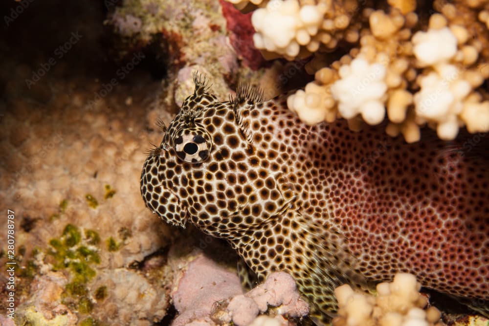 Exallias brevis, the leopard blenny