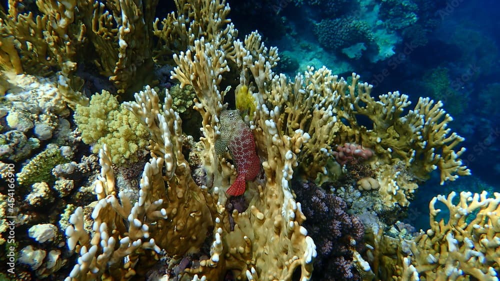 Leopard blenny (Exallias brevis) undersea, Red Sea, Egypt, Sharm El Sheikh, Nabq Bay