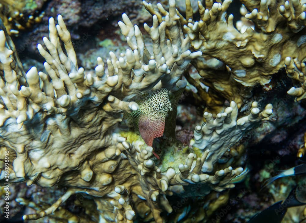 Exallias brevis, the leopard blenny.