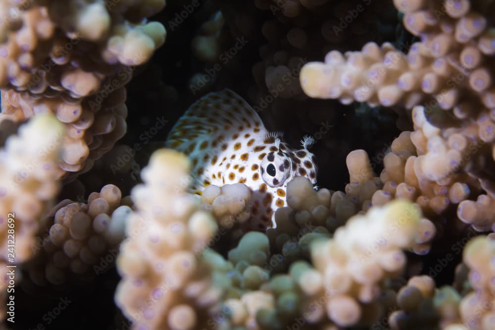 A Leopard Blenny - Leopard Rockskipper (Exallias Brevis) fish hiding between the coral on the reef peeking out at the camera. Light color body with brown spots.