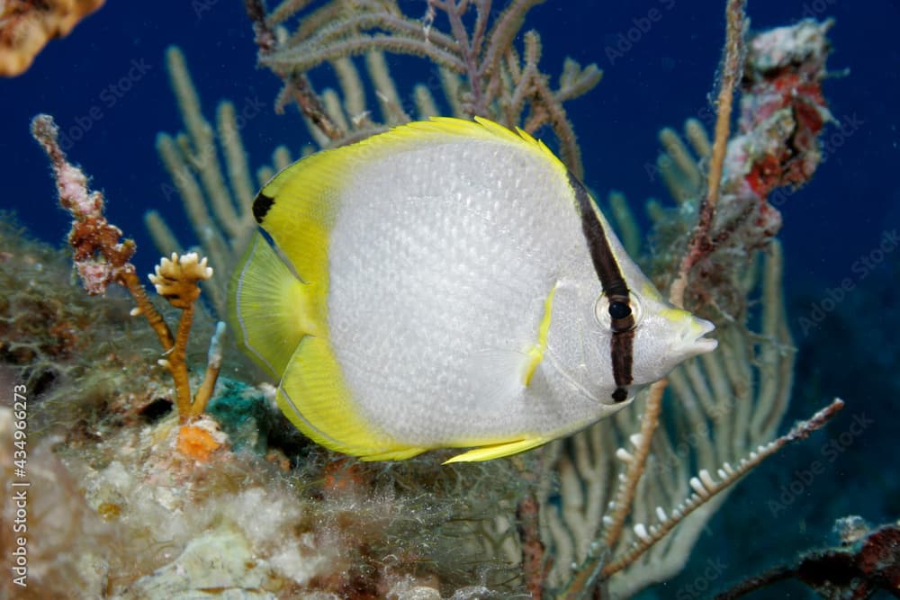 Spotfin Butterflyfish, Chaetodon ocellatus