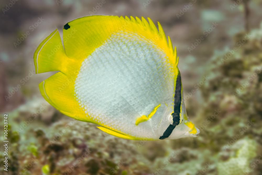 Spotfin butterflyfish in the Bahamas