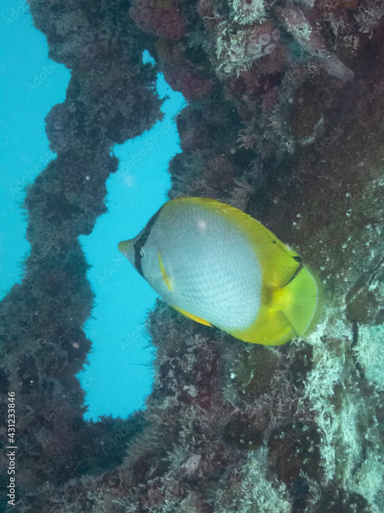 Spotfin Butterflyfish