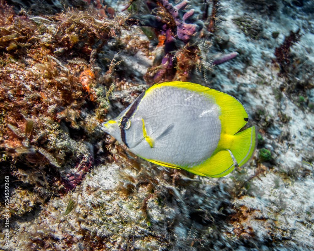 Maldives. (Chaetodon ocellatus) Spotfin butterflyfish/Maldives. (Chaetodon ocellatus) Spotfin butterflyfish against a coral reef.