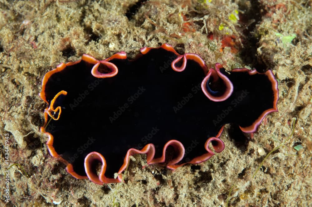 Flatworm, Pseudobiceros gloriosus, Sulawesi Indonesia