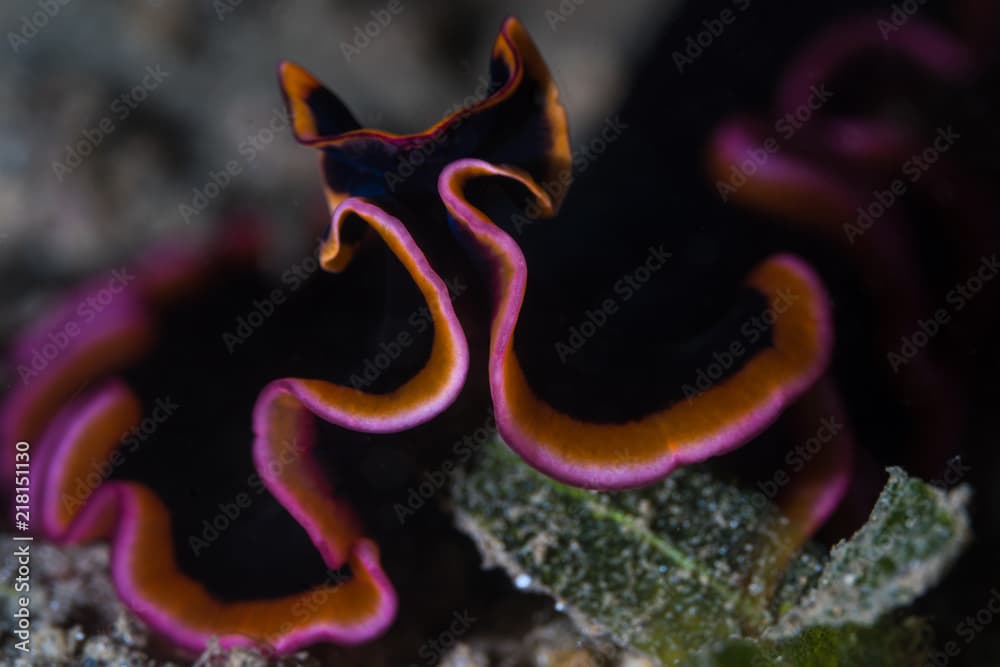 Pink and black Flatworm - Pseudobiceros gloriosus