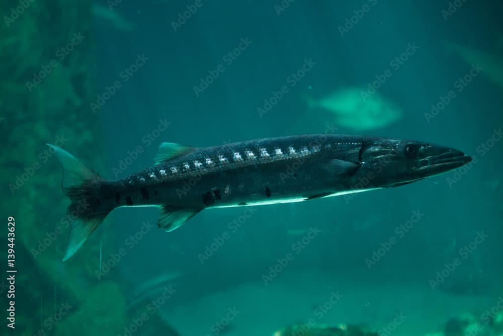 Great barracuda (Sphyraena barracuda)