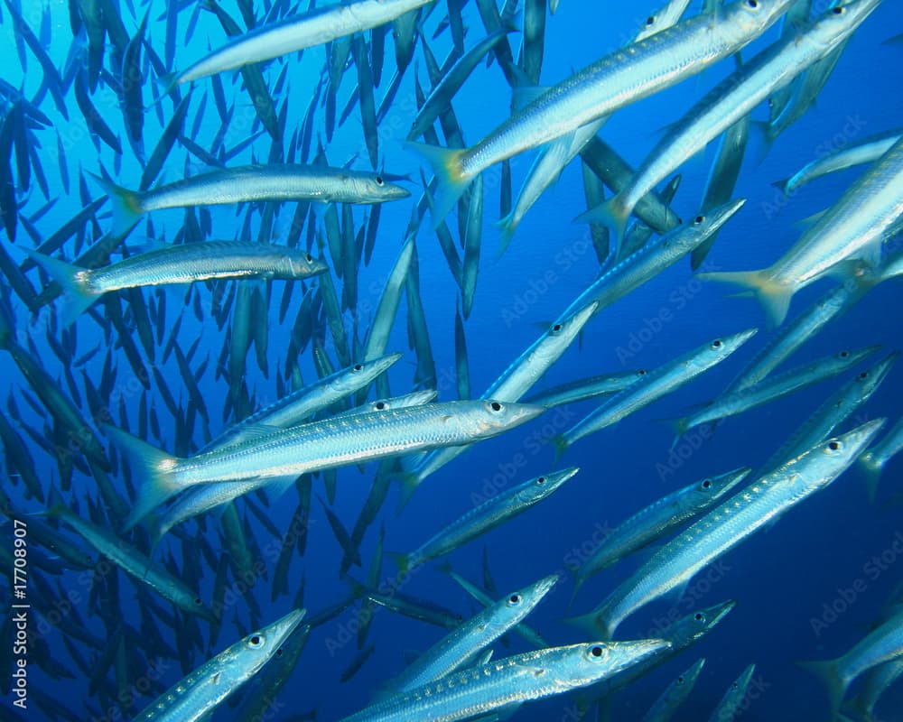 Shoal of Yellowtail Barracuda