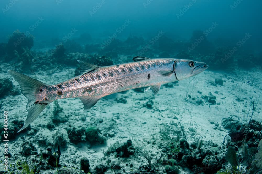 A large barracuda hovers in the crystal clear waters of the Turks and Caicos islands while waiting for a meal. 