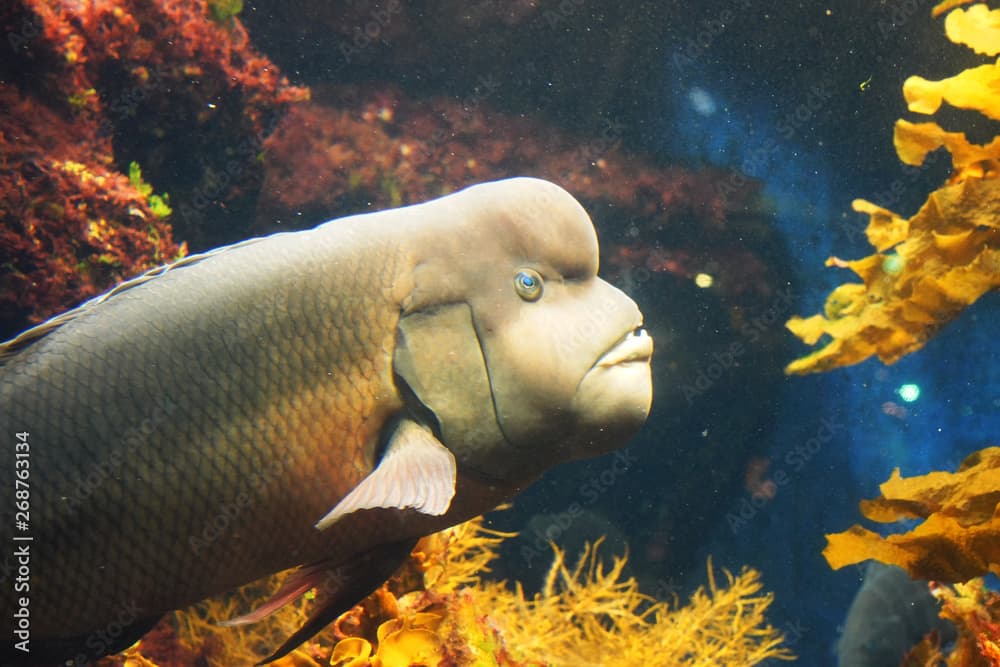 Asian sheepshead wrasse