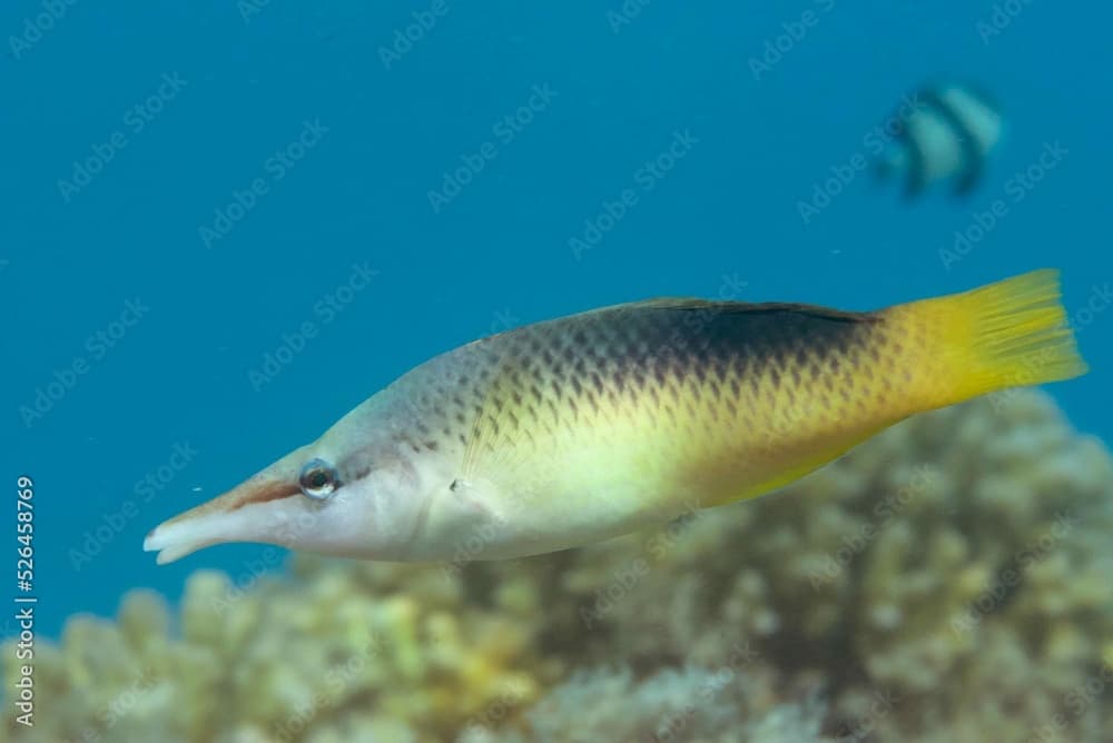 Bird wrasse