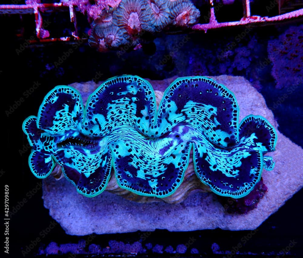 Amazing colorful maxima clam - (Tridacna maxima) 