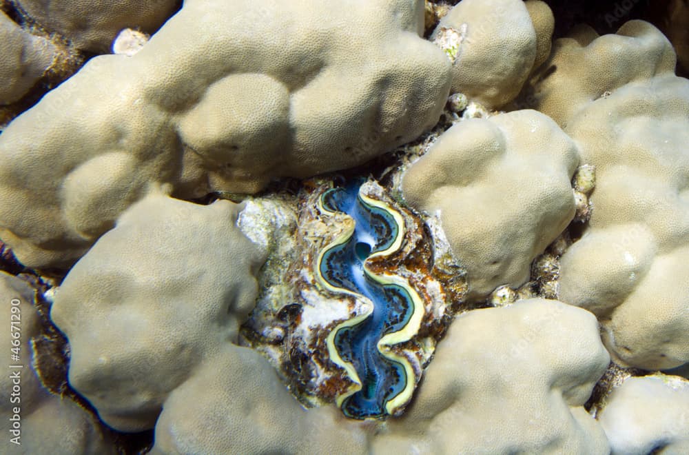 Tridacna maxima