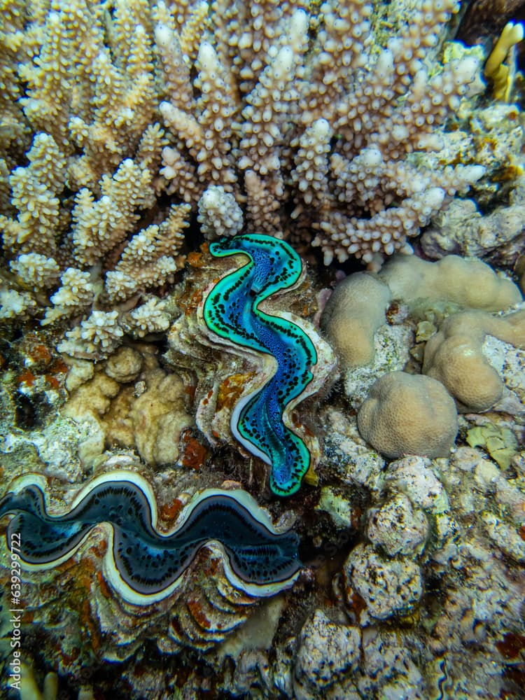 Giant tridacna in the Red Sea coral reef