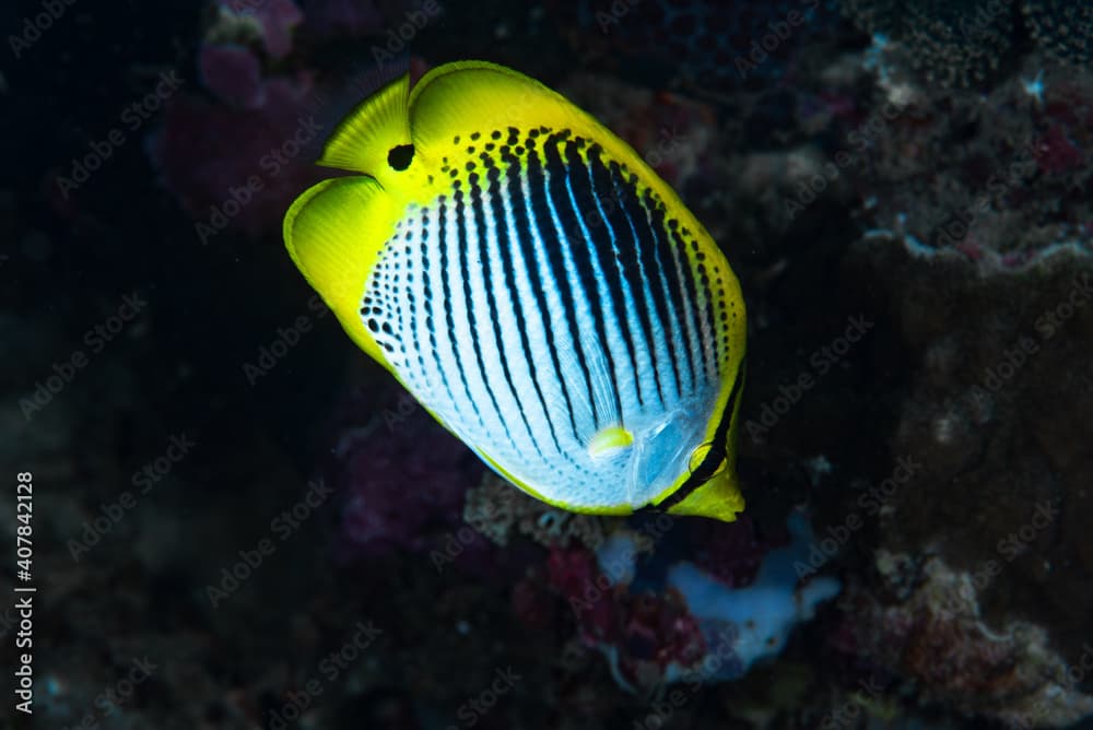 Spot-Tail Butterflyfish Chaetodon ocellicaudus