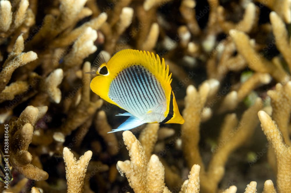 Spot-tail butterflyfish juvenile, Chaetodon ocellicaudus, Raja Ampat Indonesia.